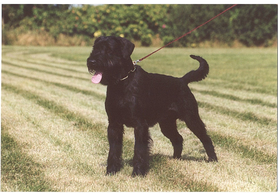 Riesenschnauzer - Arthus