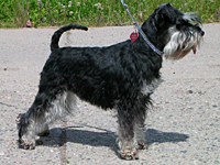 Zwergschnauzer