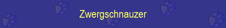 Zwergschnauzer