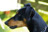 Deutscher Pinscher