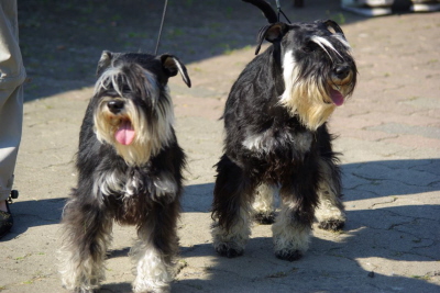 Zwergschnauzer