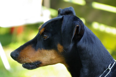 Deutscher Pinscher